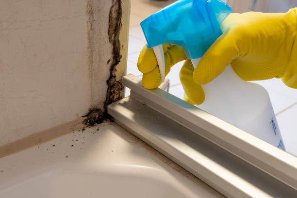 Best Mold Damage Repair  in West Hollywood, CA