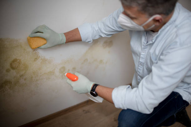 West Hollywood, CA Mold Removal Company