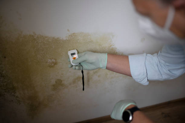 Mold Removal and Inspection in West Hollywood, CA