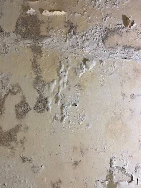Best Mold Removal Company Near Me  in West Hollywood, CA