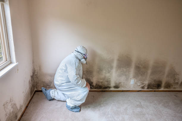 Best Crawl Space Mold Removal  in West Hollywood, CA