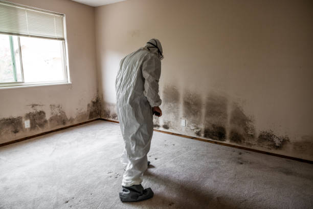 Trusted West Hollywood, CA Mold Removal Experts