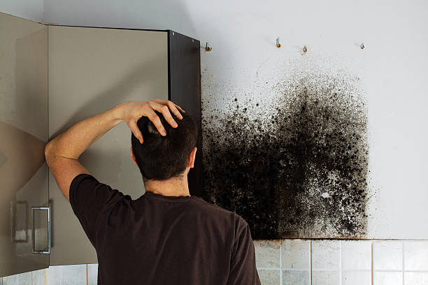 Best Mold Removal and Inspection  in West Hollywood, CA