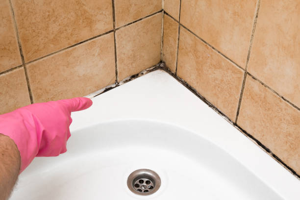 Best Commercial Mold Removal  in West Hollywood, CA